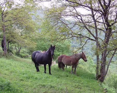 19 L'herbe est assez verte ?