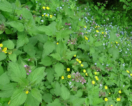 22 La végétation luxuriante du mois de mai.