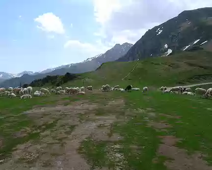 71 Moutons au col d'Escots.