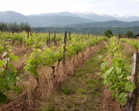 IMG_001 Vin de Savoie