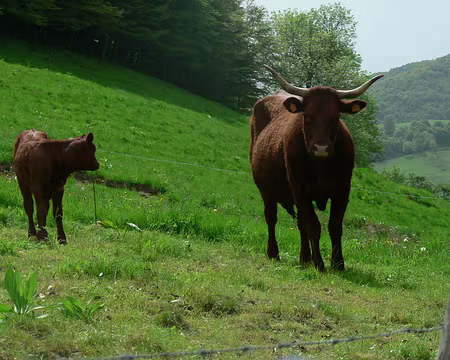 23 belles cornes de Salers