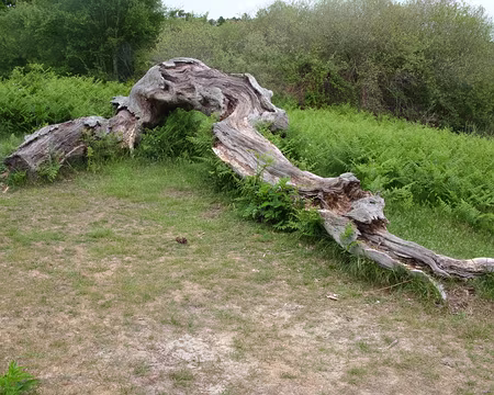 Etang de Cousseau, Gironde, mai 2009 Vieille souche à Cousseau