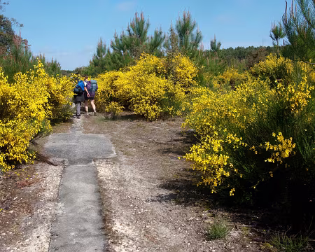 016 Des genêts avant déjeuner