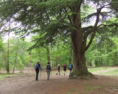 04 Carrefour du cèdre et toujours autant de dynamisme