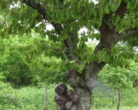 110 Changement de décor, cerisier pour alcoolique désespéré !