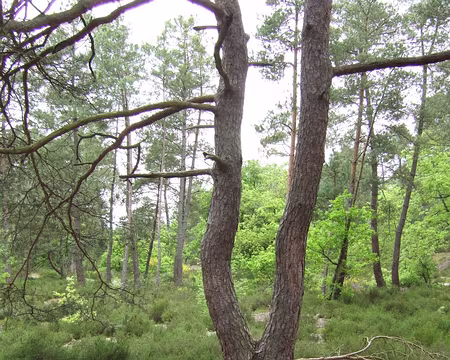 113 ça fait un peu pattes de poulet non ???