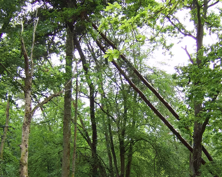 52 Les dangers de la marche nordique, rapide, norpide, radique …. c’est comme on veut !!!!