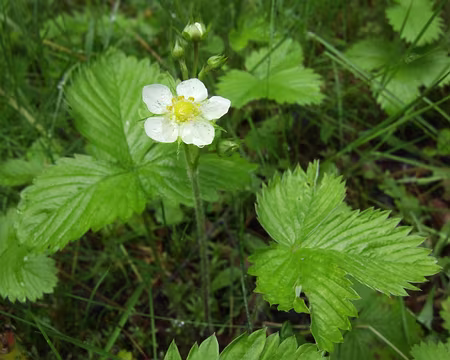 95 Un peu de douceur dans ce monde de brutes …