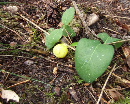 97 C’est jaune, c’est rond, ça ne se mange pas, c’est … c’est … c’est pour les abrutis …