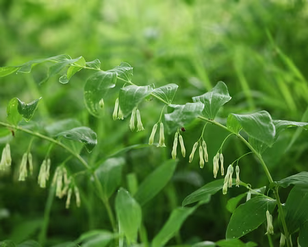 IMG_2687 Haricots du Japon importés en 1532 avant JC