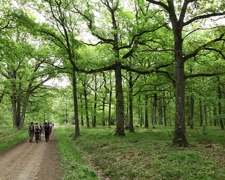 IMG_2705 Qui a dit que tous les arbres étaient identiques ???