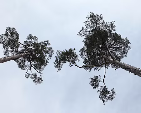 IMG_2740 Les géants de la forêt