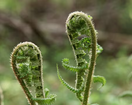 IMG_2772 Hippocampe fougèrisé …