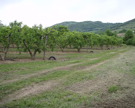 048 Cerisiers… pas en fleurs hélas