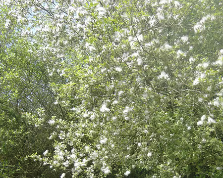 PXL014 claude dans les chatons