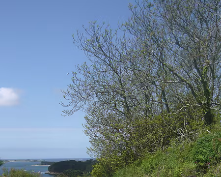 PXL017 Alignés au bord du chemin.