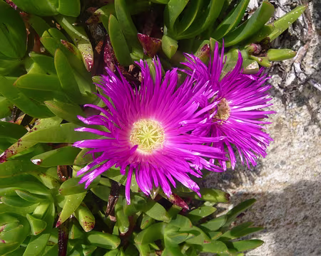 PXL021z673 ficoïïde