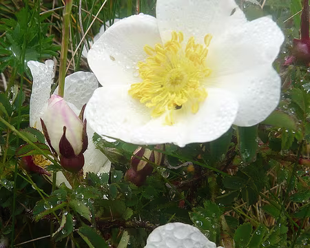 PXL053 Rose pimprenelle