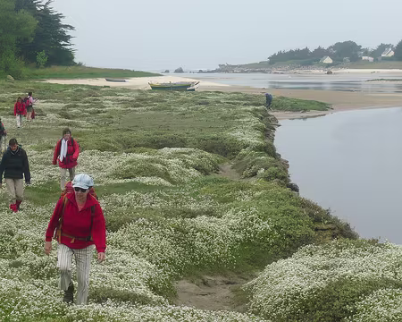 PXL054 Dans les crambes (choux marins) ça se mange, mais c'est protégé.