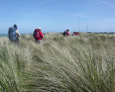 PXL083 Oyats, oyats !