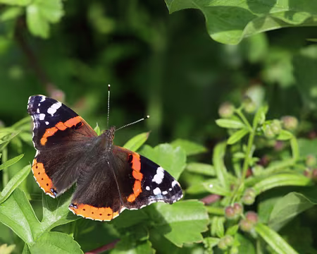 PXL001 accompagné d'un papillon ...