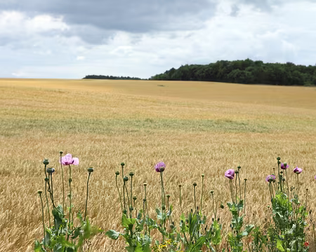 PXL008 la campagne bourguignonne