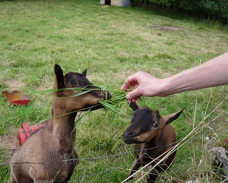 PXL019 espionnant L'ANIMAL ............... j'ai adopté les deux