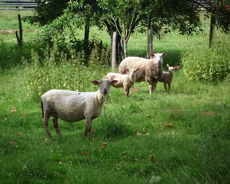 PXL020 Méchoui en vue