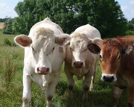 PXL021 On a retrouvé les garçons bouchers ..... une ptite chanson peut-être ???