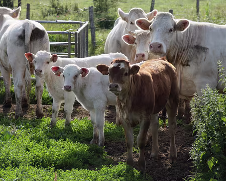 PXL023 Ya même les cousins éloignés qui ont fait le déplacement