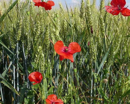 PXL030 quant au coquelicot, il traduit la beauté ............... waouh ;-))