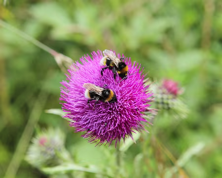 PXL033 passionnément ...