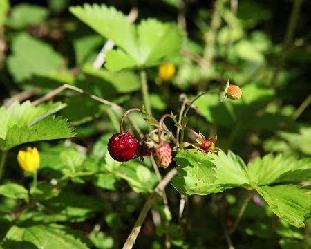 PXL035 ... parfumées à l'urine de renard :-))