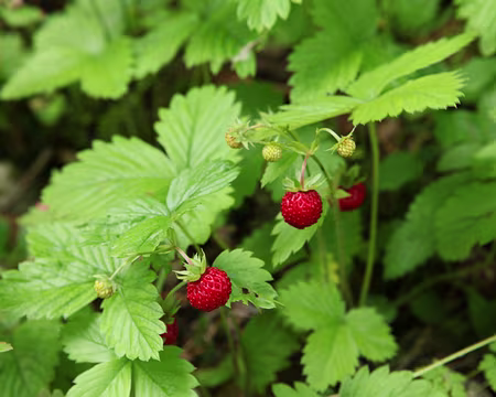 PXL036 Naaannnn, j'plaisante, j'en ai mangé et chui même pas morte alors .....
