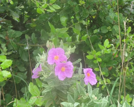 Cyste à fleurs roses