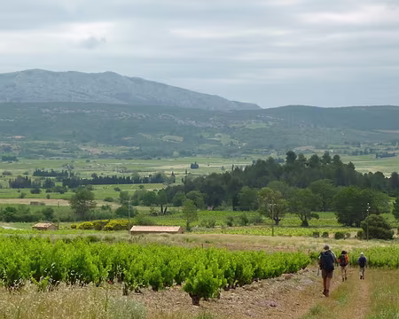 146 début des grands vignobles