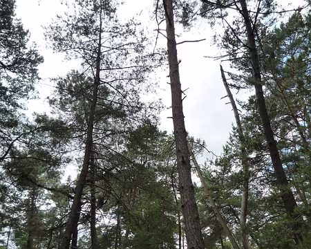 PXL074 Un peu d'arbres, ça change ...