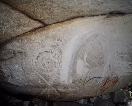 PXL089 Un chat .... un coquillage ....