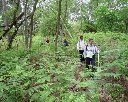 PXL097 Allez, c'est parti, traversée de fougères géantes ....