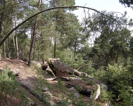 007 Enfin la forêt !