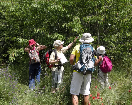 012 La cueillette des cerises
