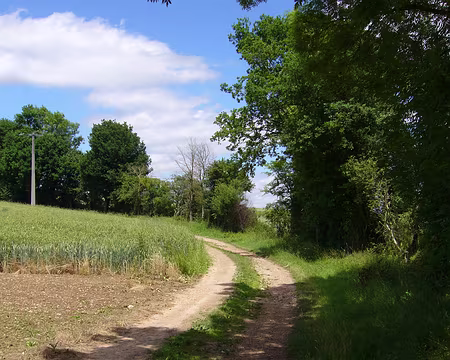 P1000767 Les sentiers frais et paisibles du vendomois.