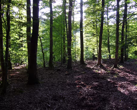 P1000768 Lumières en forêt.