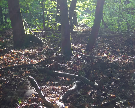 P1000776 Lumières en forêt, peu avant le bivouac.