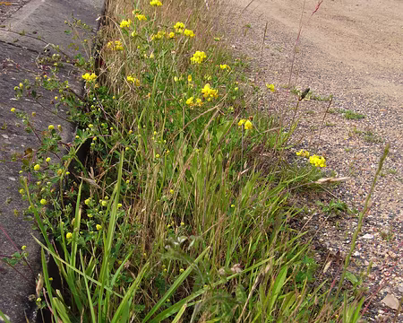 P1000777 Bordures végétales.