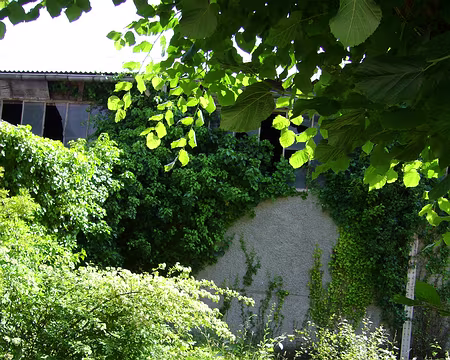 P1000791 La végétation reprend ses droits.