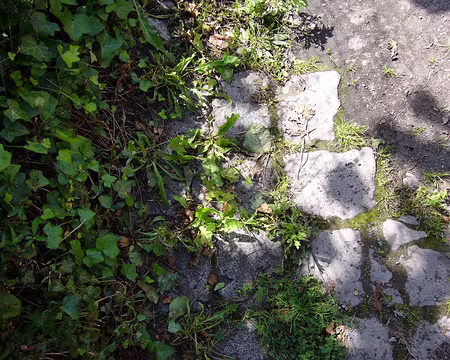 P1000792 Le pavé vendomois.