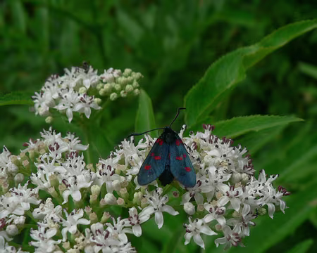 43 Ancienne voie férrée