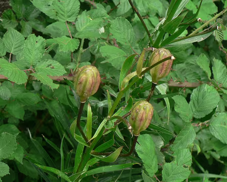 46 Ancienne voie férrée