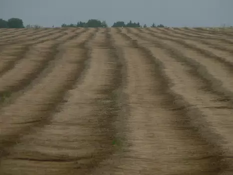 2009-07 Chars - Bois des bouleaux